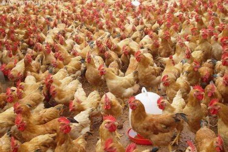 梦见好多鸡是什么预兆？