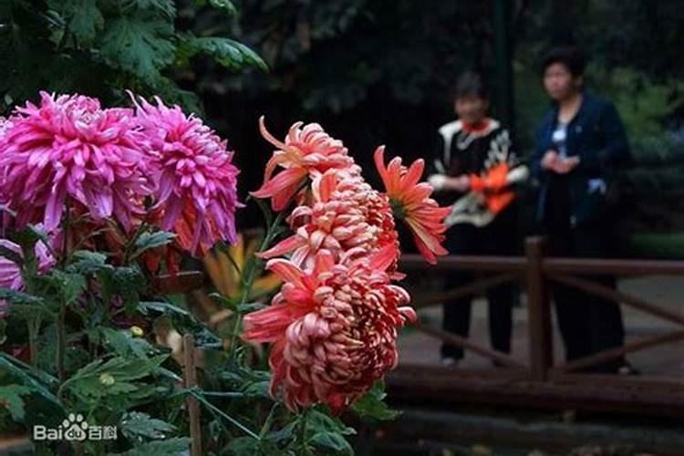 九月初九习俗来源