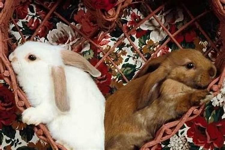 马男和兔女合婚吗？