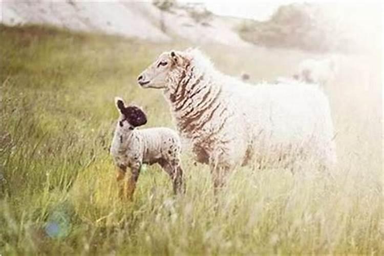 羊和兔八字不合