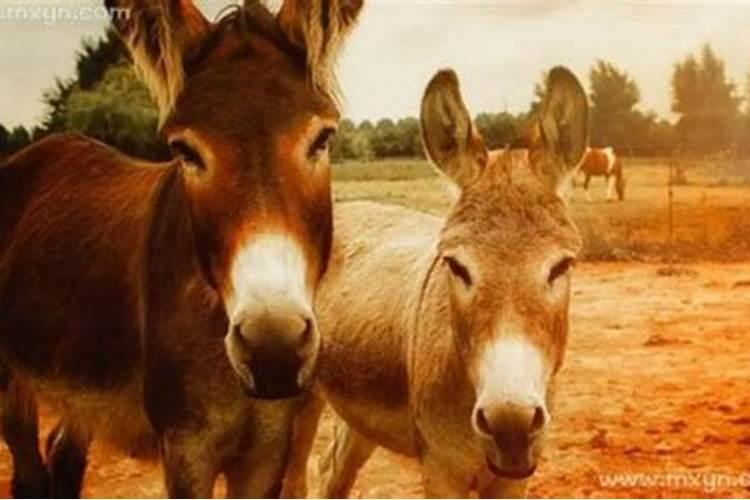 梦见毛驴是什么意思？