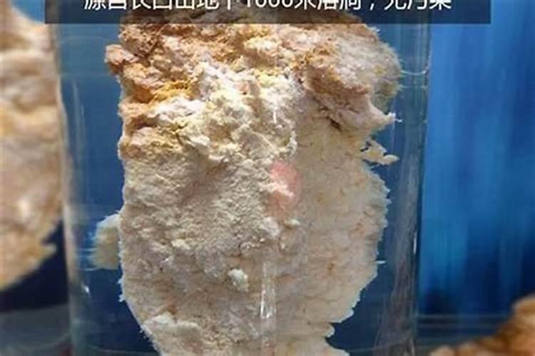 1斤太岁泡10斤水可以吗？