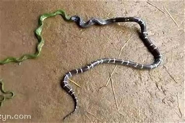 梦见蛇从地下钻出头