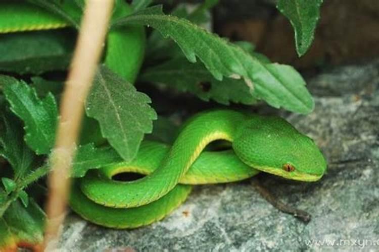 梦见男生轻咬我手臂是什么意思？