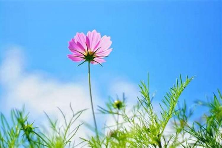 梦到喜欢的男人来找我