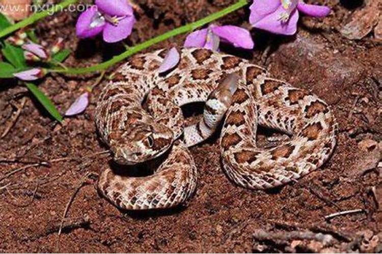 梦见被蛇咬什么意思？