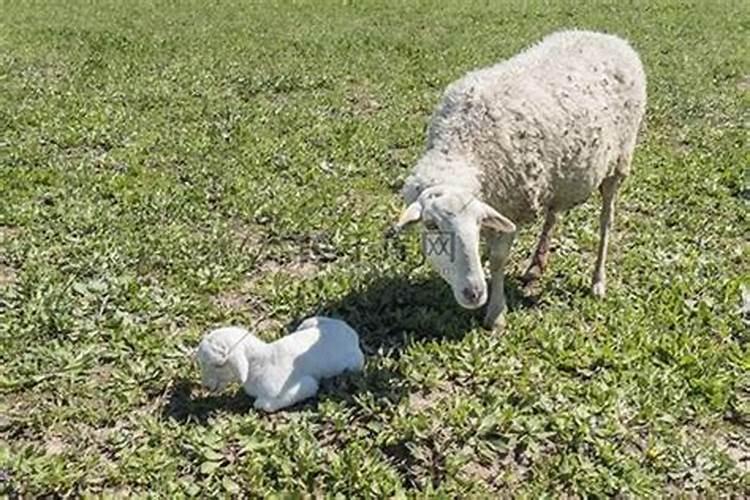 1943年三月十五命运